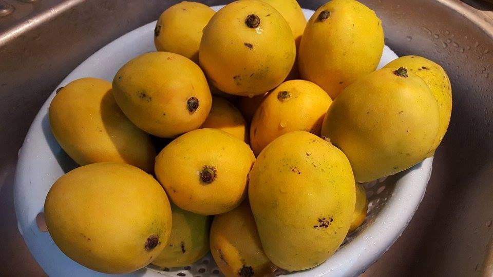 MANGOES